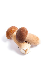 Two porcini mushroom known as boletus edulis isolated on white background.