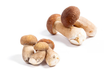 Several porcini mushrooms known as boletus edulis isolated on white background.