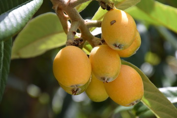 Loquat fruit