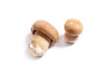 Two porcini mushroom known as boletus edulis isolated on white background.