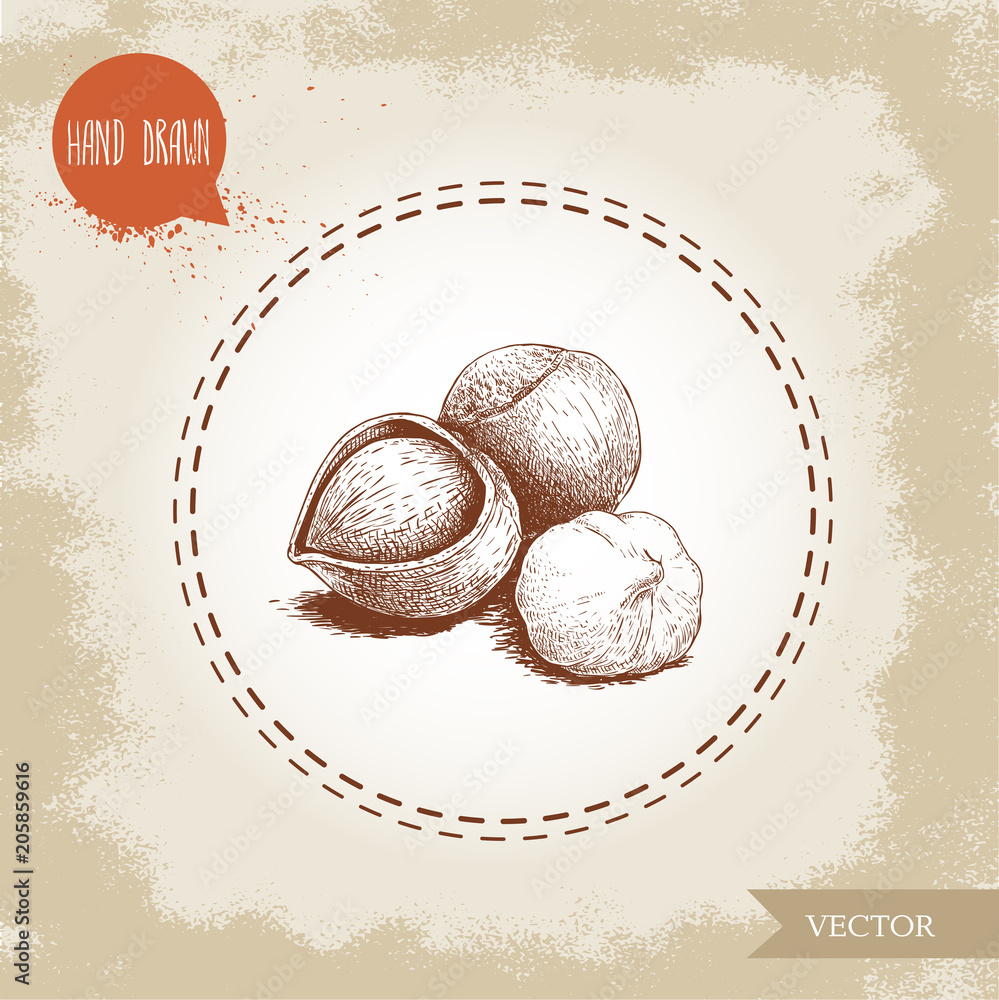 Wall mural hand drawn sketch style hazelnut group. Whole, cracked and seed. Eco forest nut filbert composition. Vector illustration Isolated on old background.