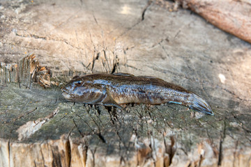 Freshwater bullhead fish or round goby fish just taken from the water on wooden background.