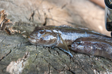 Two freshwater bullhead fish or round goby fish just taken from the water and fishing rod with reel on wooden background..