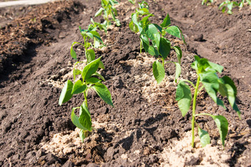 landing a young sweet pepper