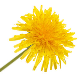 yellow dandelions on a white background