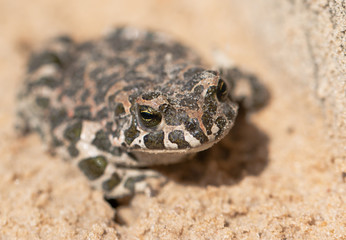 spotted toad on sand