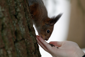 squirrel coming down from a tree