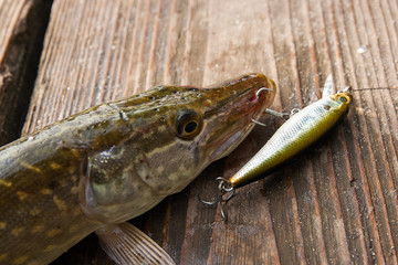 Close up view of big freshwater pike with fishing lure in mouth lies on vintage wooden background..
