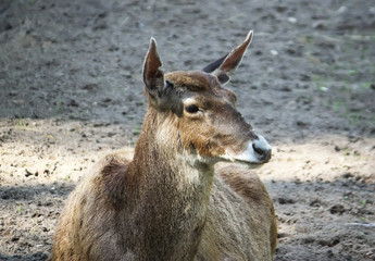 White-beaked deer lying on the ground. Rare breed of deers lives in Tibet.