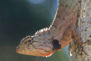Close up the grey chameleon on tree and white bokeh on green background