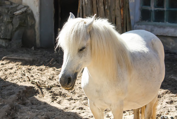 White shetland pony with beautiful long mane