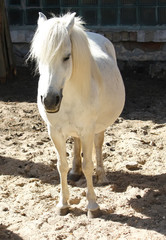 Obraz premium White shetland pony with beautiful long mane