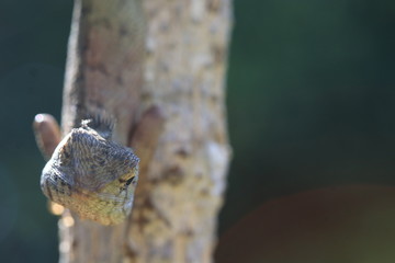 Close up the grey chameleon on tree and white bokeh on green background