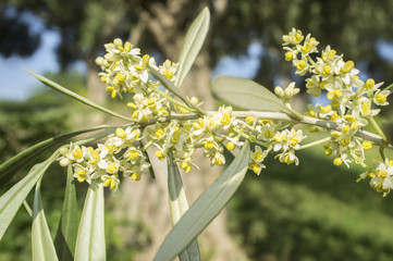 Olive tree in bloom.Closeup © WH_Pics