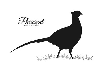Vector illustration: Black silhouette of pheasant on white background - obrazy, fototapety, plakaty