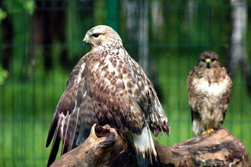  eagle-hawk at the zoo
