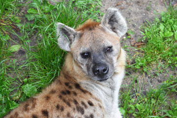 Hyena looking in right in the lens