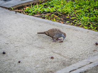 Zebra Dove feeding on the seeds that have fallen on the sidewalk