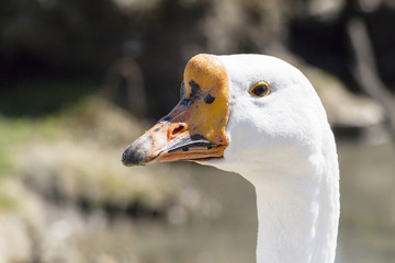 The head of a goose in the wild. the background is blurred.