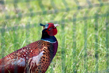 pheasant with a red head