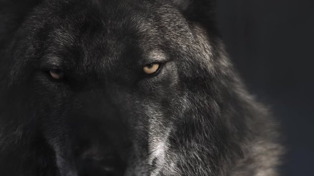 Eyes of black wolf in black cave with shadows from the branches of tree at his muzzle