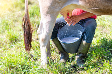 Milking a cow manually. alpine cow of northern italy brown breed