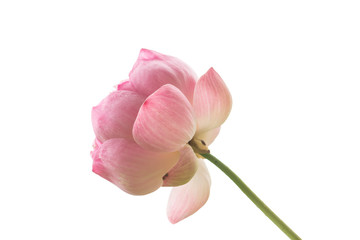 Obraz na płótnie Canvas Beautiful pink lotus flowers on white background