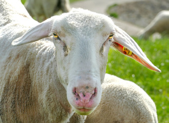 Weideschaf