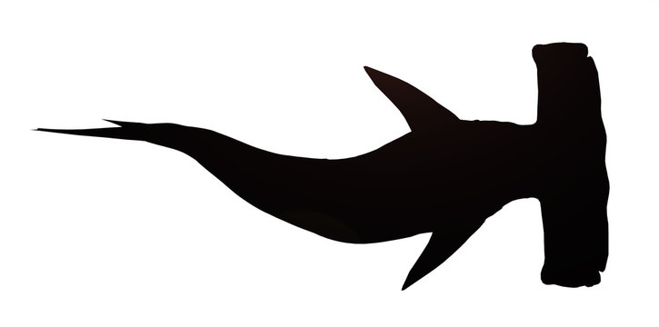 Silhouette eines Hammerhais