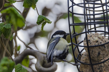 Songbird at the feeding site