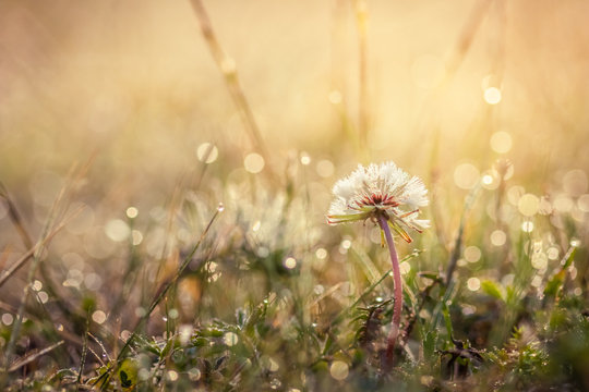 Summer meadow, green grass field and wildflowers in warm sunlight, nature background concept, soft focus, warm pastel tones.