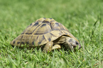 Landschildkröte