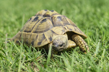 Landschildkröte