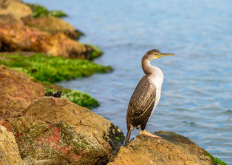 Cormorant on the rocks