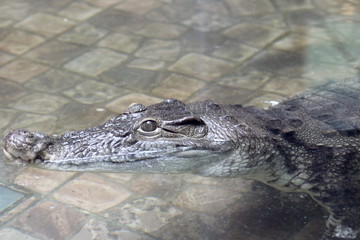 crocodile in the zoo pool