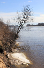 Melting snow in the spring forest on beach