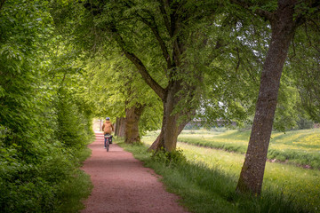 Fr&uuml;hlings-Radtour durch eine Allee an der Donau