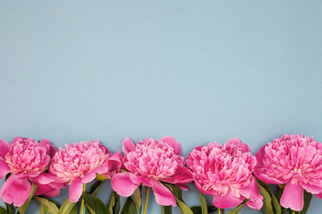 Beautiful background with border of pink peony flowers on gray. Top view, place for text.