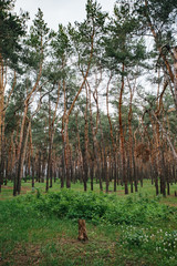 Environmental protection. Wild life. Woods pine tree landscape on summer day