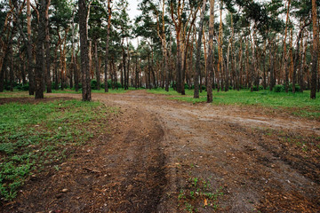 Environmental protection. Wild life. Woods pine tree landscape on summer day