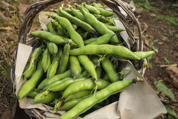Broad beans harvest. Broad beans in a basket
