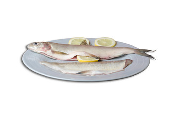 Felchen Bodenseefelchen Coregonus wartmanni Blaufelchen Speisefisch Süsswasserfisch