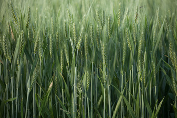 close up on green wheat ears on late spring