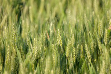 close up on green wheat ears on late spring