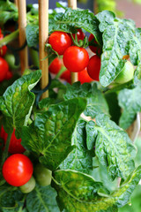 tiny cherry tomatoes in vases