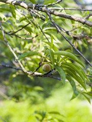 Pêche de vigne sur l'arbre