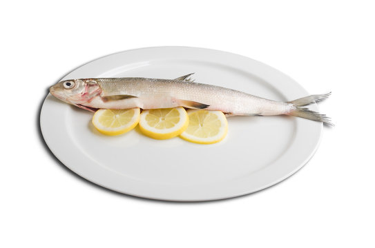 Felchen Bodenseefelchen Coregonus wartmanni Blaufelchen Speisefisch S&uuml;sswasserfisch