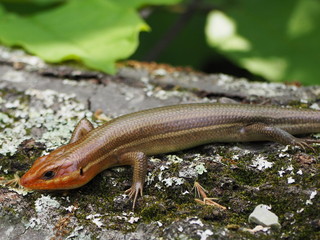 orange headed skink (Plestiodon laticeps)