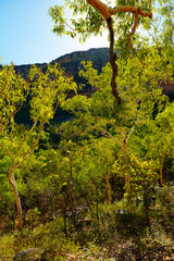 Beautiful trees in back-lit. Kakadu park, Australia.
