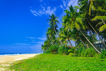 Paradise sandy tropical beach Kosgoda on the island of Ceylon (Sri Lanka)